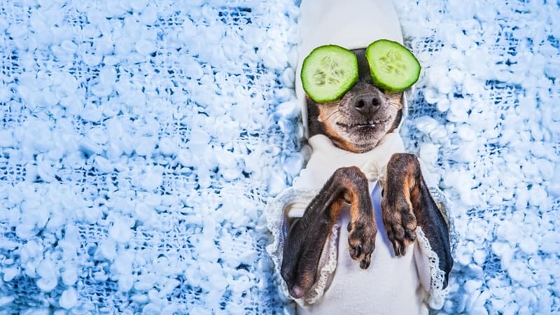 What Exactly is a Pet Spa?